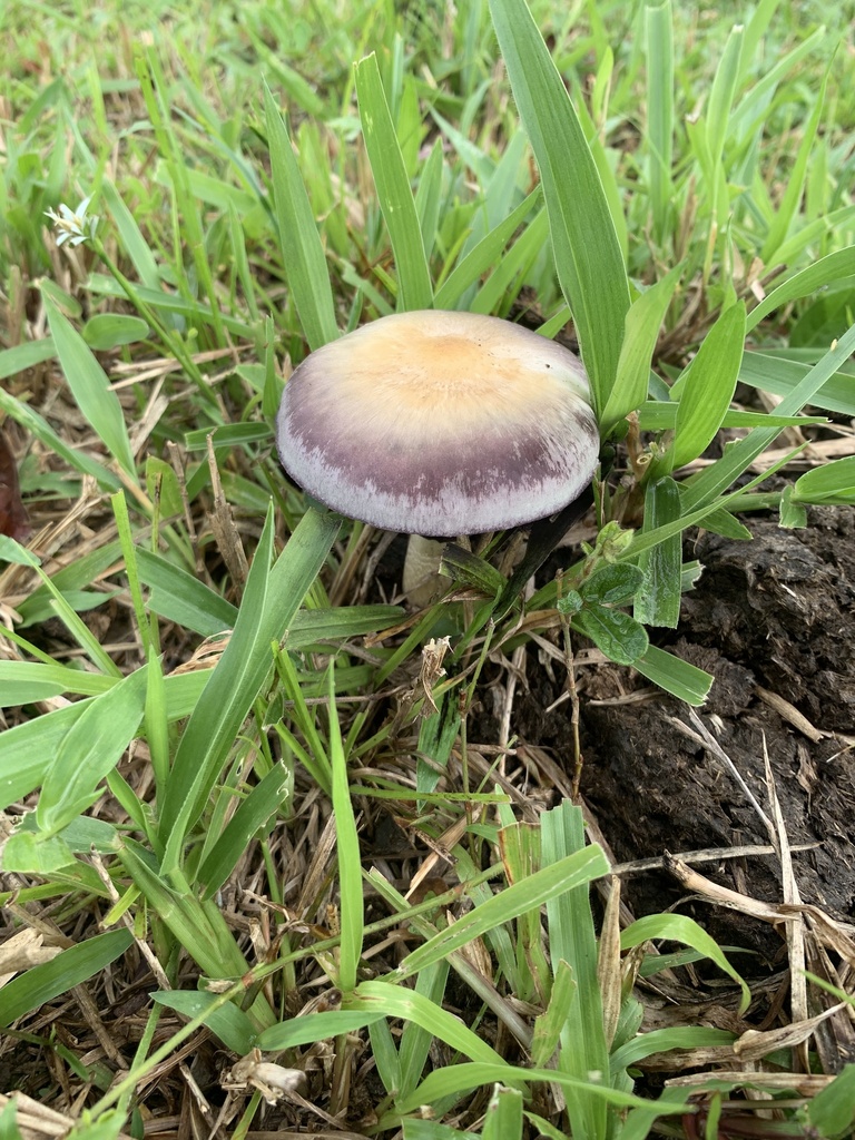 Psilocybe cubensis · April 2026 · photo: © calderonfrancoluis (iNaturalist, cc-by-sa)