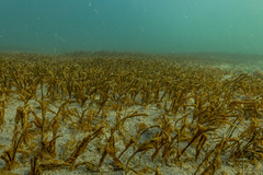 Seagrass (Zostera novazelandica)