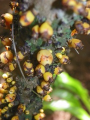 Apodanthes caseariae