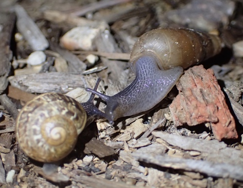 Decollate Snail, photo 10 of 10