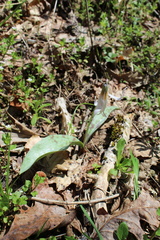 Erythronium albidum