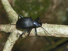 Hegemona nigra
