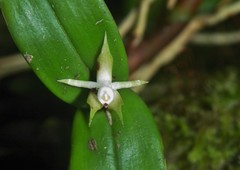Prosthechea pygmaea