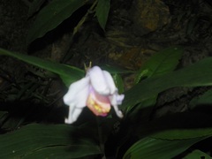 Sobralia decora