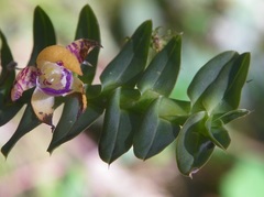 Dichaea muricatoides