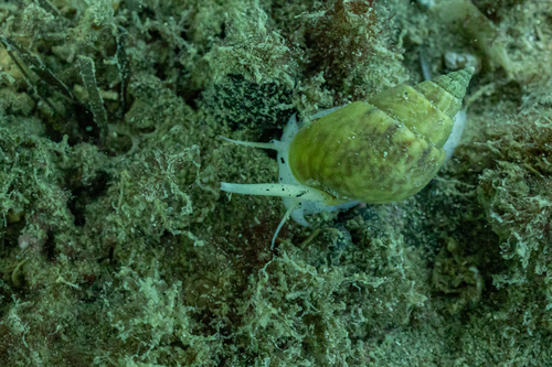 Nassarius spiratus, 2026-04-29