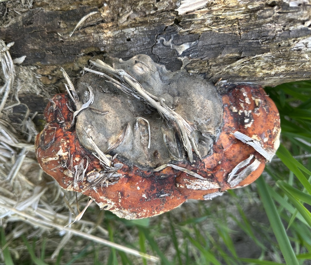 Fomitopsis pinicola · April 2026 · photo: © katrin_simon (iNaturalist, cc-by)