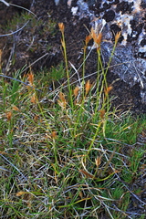 Carex acicularis