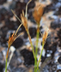 Carex acicularis