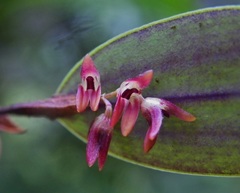 Trichosalpinx blaisdellii