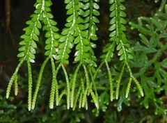 Phlegmariurus dichaeoides