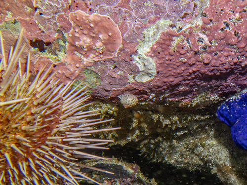 Gibbula fulgens, 2026-04-25