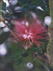 Calliandra rhodocephala
