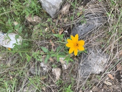 Wedelia acapulcensis