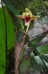 Maxillaria variabilis