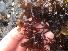 Mazzaella affinis