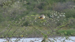 Pyrocephalus rubinus