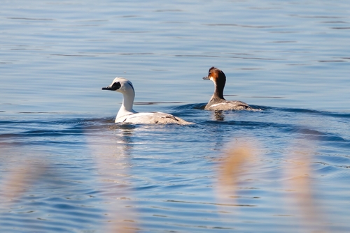 Serreta chica (Mergellus albellus)