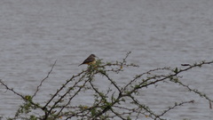 Pyrocephalus rubinus