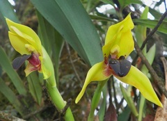 Maxillaria praestans