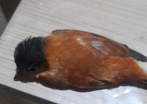 Crested Becard