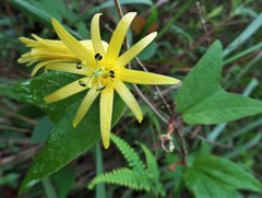 Passiflora citrina