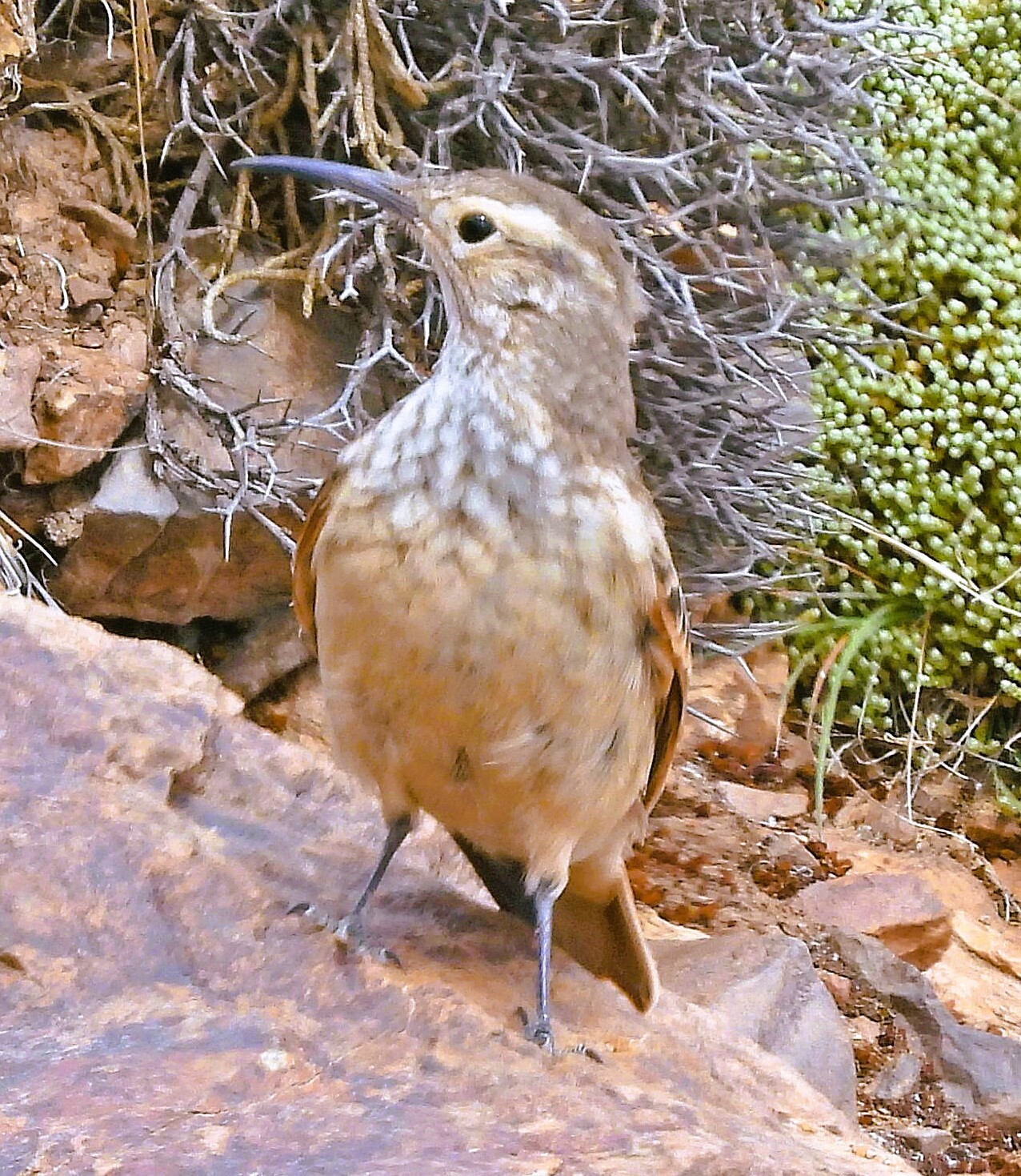 Slender-billed Miner (Geositta tenuirostris), photo 1