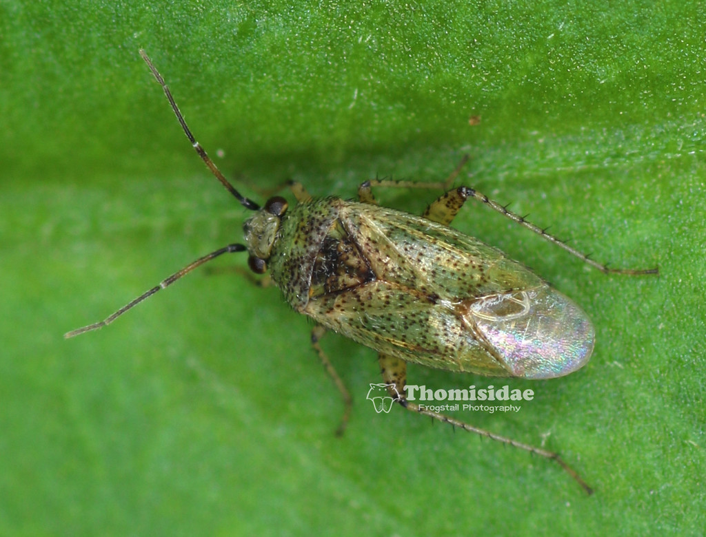 Moissonia punctata