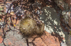 Mammillaria gilensis