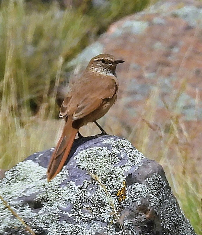 Cordilleran Canastero (Asthenes modesta), photo 9