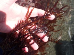 Prionitis lanceolata