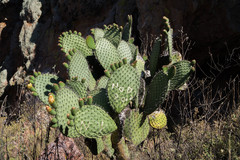 Opuntia chavena