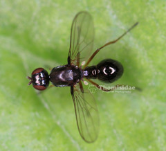 Dicranosepsis