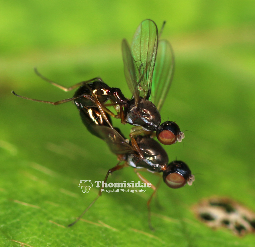 Dicranosepsis