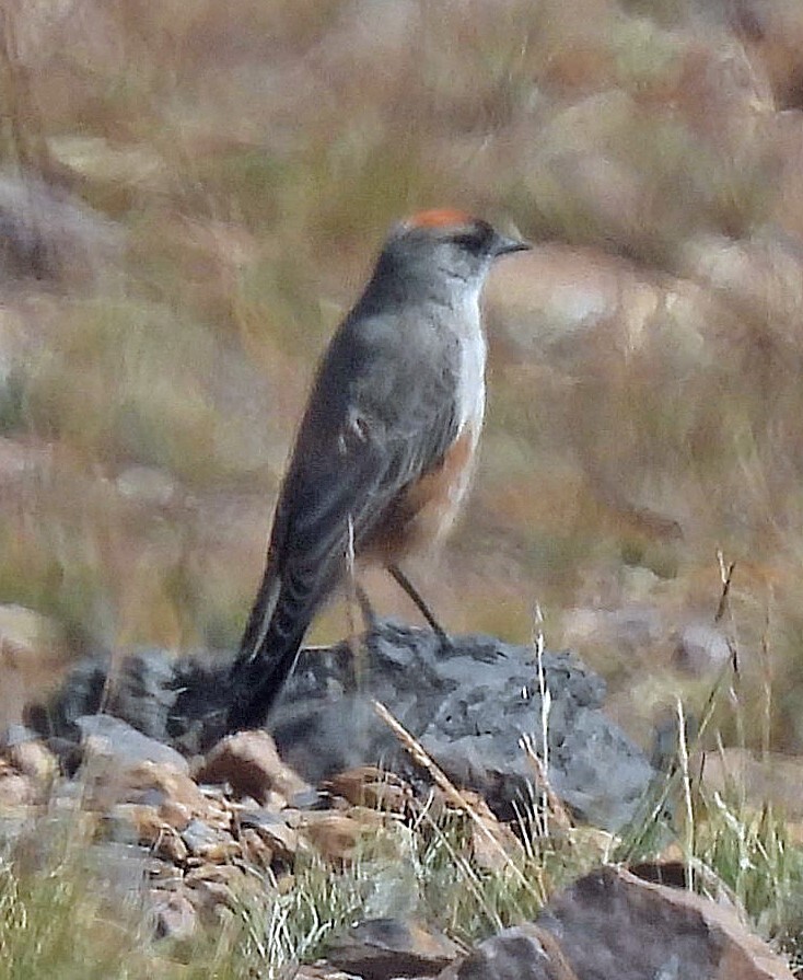 Cinnamon-bellied Ground Tyrant (Muscisaxicola capistratus), photo 6