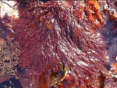 Pterosiphonia dendroidea
