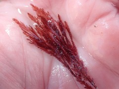 Pterosiphonia dendroidea