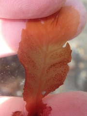 Phycodrys setchellii