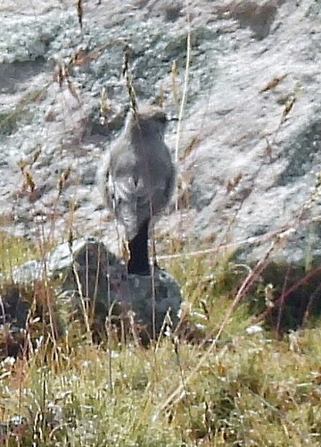 Puna Ground Tyrant (Muscisaxicola juninensis)