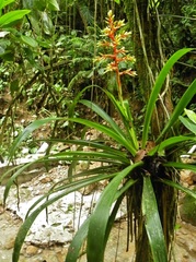 Guzmania scherzeriana