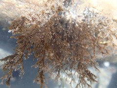 Eudendrium californicum