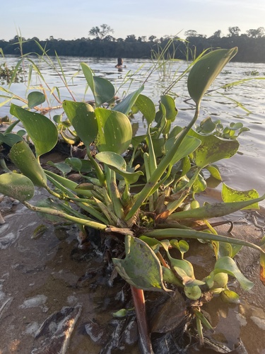 common water hyacinth