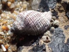 Acanthinucella