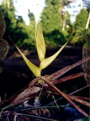 Heliconia librata