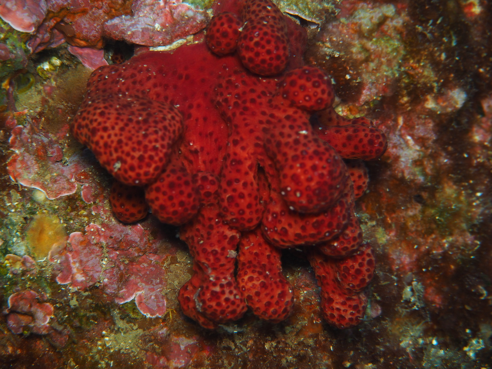 Alcyonium acaule Marion, 1878