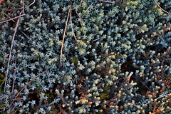 Lepidothamnus laxifolius
