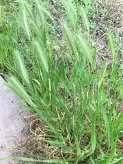 Hordeum murinum