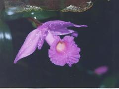 Sobralia macrantha