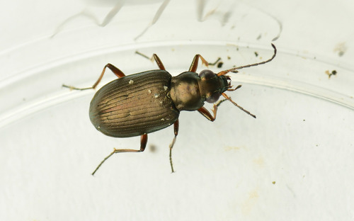 Bembidion striatum