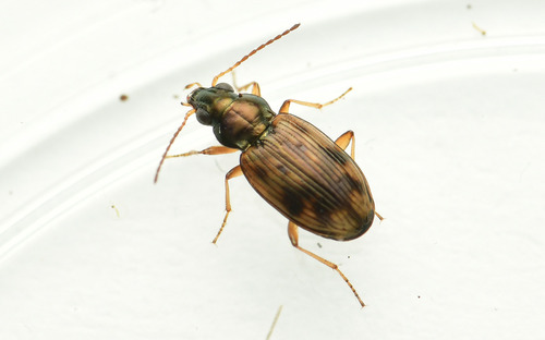 Bembidion semipunctatum